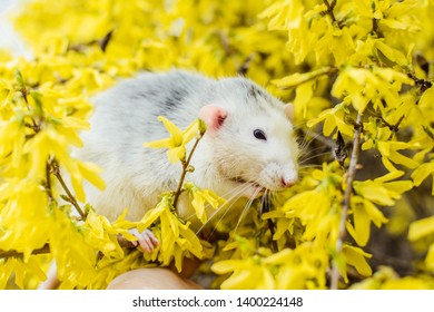 Funny White And Grey Dumbo Fancy Rat Sitting In Gorgeous Spring Yellow Forsythia Easter Tree Flower Blossom Washing Up. Chinese New Year 2020 Symbol Christmas Greeting Post Card