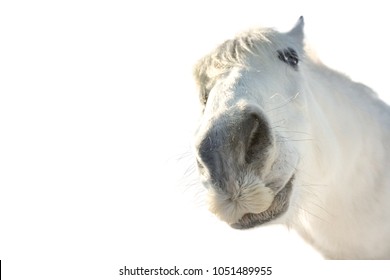 Funny white horse portrait