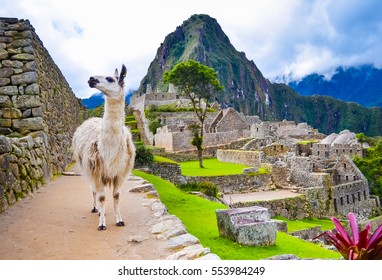 Funny white lama standing in Machu Picchu lost city ruins in Peru with green hills and stone walls on background with soft focus