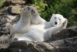 Funny White Polar Bear Sitting In Funny Pose And Playing In Berlin Zoo. Nature Animal Background. Protection Wild Animals And Global Warming Concept