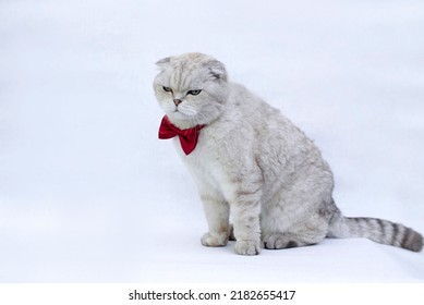 Funny White Purebred Scottish Cat With A Red Butterfly On Its Neck On A Light Background. Animal Background.World Pet Day. Pet Store Poster Design.