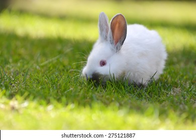 Funny White Rabbit Grass Stock Photo 275121887 | Shutterstock