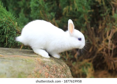 Funny White Rabbit Is Preparing To Jump.