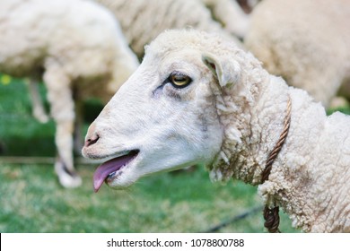 Sheep Open Mouth Images, Stock Photos & Vectors | Shutterstock