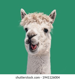 Funny White Smiling Alpaca Isolated On Green Background. South American Camelid.