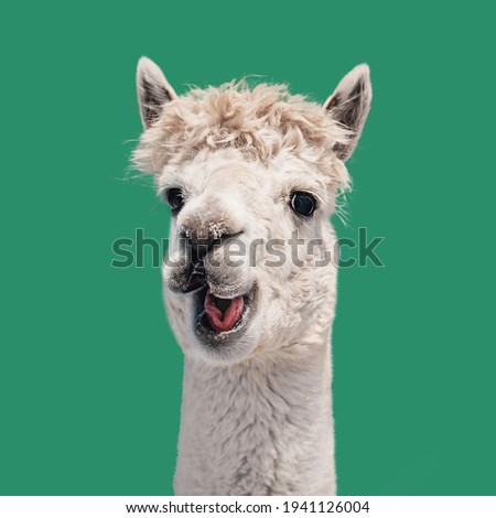 Funny white smiling alpaca isolated on green background. South American camelid.