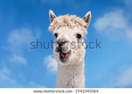 Funny white smiling alpaca on the background of blue sky. South American camelid.