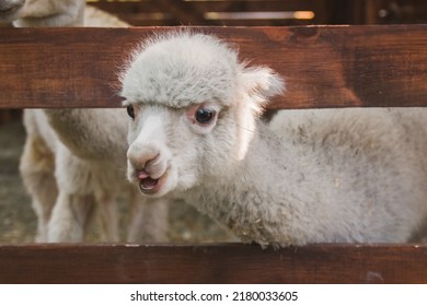 Funny White Smiling Alpaca. South American Camelid.