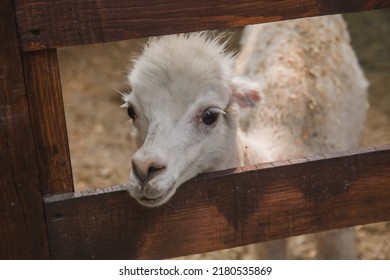 Funny White Smiling Alpaca. South American Camelid.