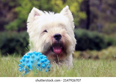 

Funny white Westie dog playing with the blue ball on the garden lawn. West Highland white terrier