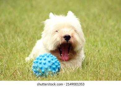 
Funny white Westie dog playing with the blue ball on the garden lawn. West Highland white terrier