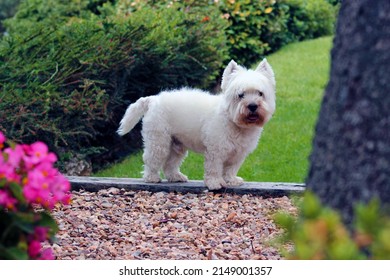 
Funny white Westie dog playing with the blue ball on the garden lawn. West Highland white terrier