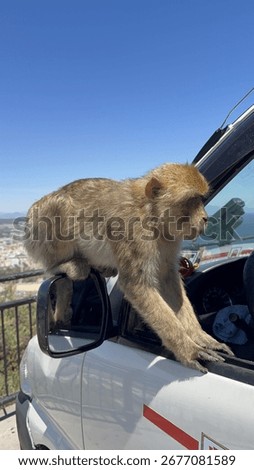 funny wild monkey in gibraltar