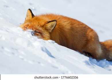 Funny Wild Red Fox In The Snow. The Fox Washes Its Face In Clear Snow. Watching Wildlife And Animal Habits. Tundra Animals. April In The Arctic In The Far North. Frosty Weather. The Nature Of Siberia.