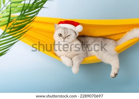 Funny winking white British cat in a red Santa hat, lying in a yellow fabric hammock