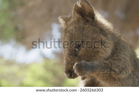 funny wombat facing on camera