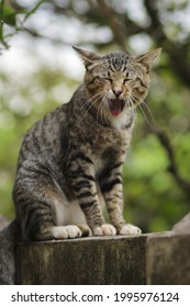 Funny Yawning Cat Sitting On The Wall With Weird Expression. Cat Stock Photo.