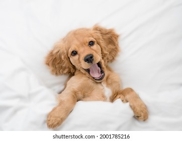 Funny Yawning English Cocker Spaniel Puppy Sleeps On A Bed At Home. Top Down View