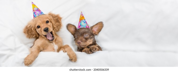 Funny yawning English Cocker spaniel puppy and dachshund puppy wearing birthday caps sleep together under white warm blanket on a bed at home. Top down view. Empty space for text