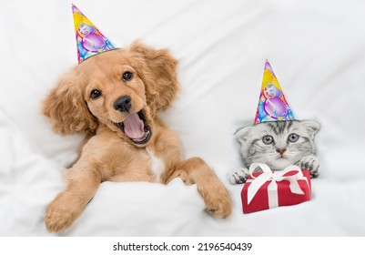 Funny Yawning English Cocker Spaniel Puppy And Kitten Wearing Birthday Caps Lying Together Under White Warm Blanket On A Bed At Home. Kitten Holds Gift Box. Top Down View