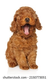 Funny yawning poodle puppy sitting on a white background