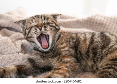 Funny yawning tabby cat close-up. Portrait of a pet with an open mouth.