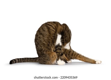 Funny Yoga Pose Of Pretty Brown Tabby With White House Cat. No Face. Isolated On A White Background.