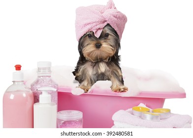 Funny Yorkshire terrier dog taking a bath isolated on white background