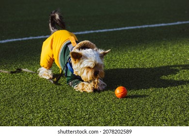 Funny Yorkshire Terrier Domestic Dog In Fashionable Stylish Warm Clothes Outfit Lying On Soccer Field Synthetic Green Grass At Sunny Day. Adorable Cute Puppy, Doggy Chewing A Stick, Playing On Street.