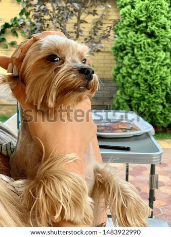 funny yorkshire terrier in the hands of a girl