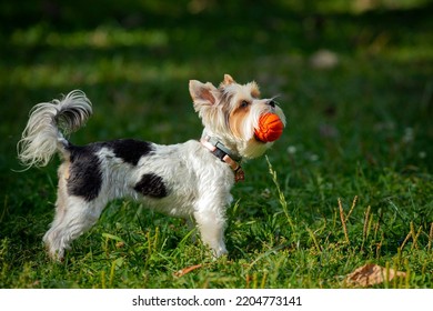 Funny yorkshire terrier puppy playing on the grass with a ball