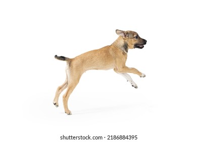 A Funny Young Active Mixed Breed Puppy Dog Running Fast With Legs In Mid-air