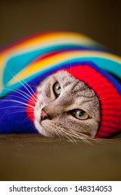 Funny Young Cat Wearing Colorful Sweater