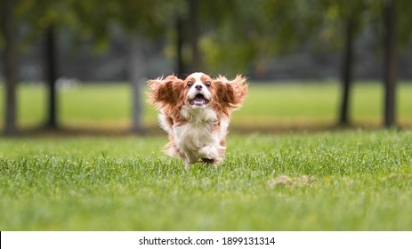 Chevalier king charles spaniel Images, Stock Photos & Vectors 