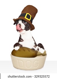 Funny Young Dog Wearing A Pilgrim Hat And Licking His Lips While Eating A Turkey Leg For Thanksgiving Dinner