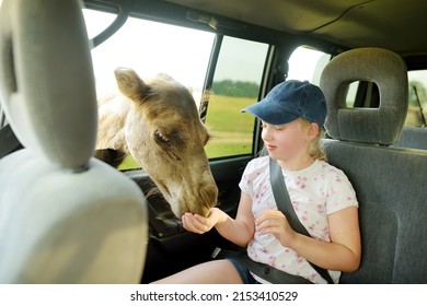 Funny Young Girl Feeding A Camel Though An Open Window In A Car. Child Having Fun At Safari Park. Summer Activities For Family With Kids.