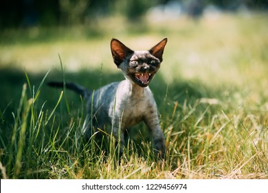 Funny Young Gray Devon Rex Kitten Meowing In Green Grass. Short-haired Cat Of English Breed.