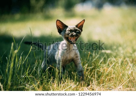 Funny Young Gray Devon Rex Kitten Meowing In Green Grass. Short-haired Cat Of English Breed.