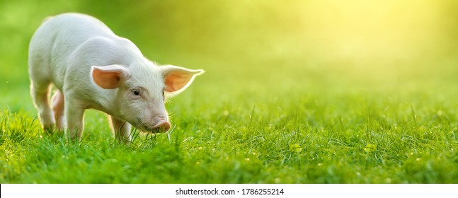 funny young pig is standing on the green grass. Happy piglet on the meadow. wide banner