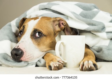 Funny Young Pitbull Dog In Bed Covered In Throw Blanket With Steaming Cup Of Hot Tea Or Coffee. Lazy Staffordshire Terrier Puppy Wrapped In Plaid Looks Up And Relaxes