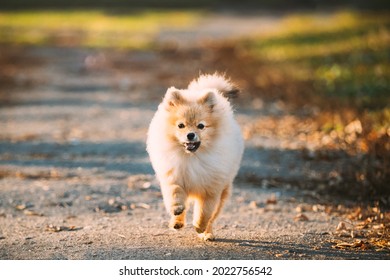 90,357 Pomeranian Images, Stock Photos & Vectors | Shutterstock