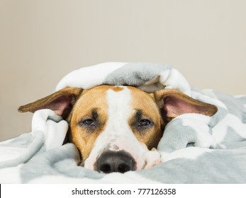 Funny Young Staffordshire Terrier Puppy Lying Covered In Throw Blanket And Falling Asleep. Tired Or Sick Pitbull Dog Sleeping Or Resting Under Covers In Bed In Clean Indoor Bedroom Condition