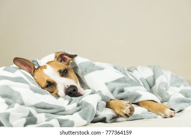 Funny Young Staffordshire Terrier Puppy Lying Covered In Throw Blanket And Falling Asleep. Tired Or Sick Pitbull Dog Sleeping Or Resting Under Covers In Bed In Clean Indoor Bedroom Conditions.