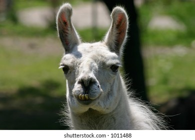 Funny-looking Llama With Bad Teeth.