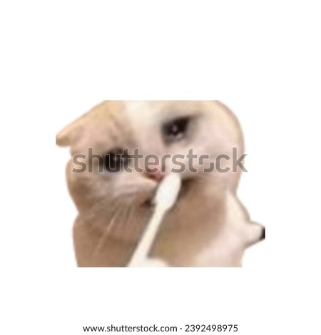 funy cat in white background ,memes cat  