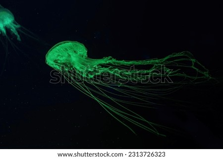 Fuorescent jellyfish swim underwater in aquarium pool with green neon light. The Atlantic sea nettle chrysaora quinquecirrha in blue water, ocean. Theriology, tourism, diving, undersea life.