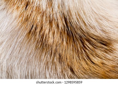 Fur Background Animal Fur Closeup Texture Stock Photo 1298595859 ...