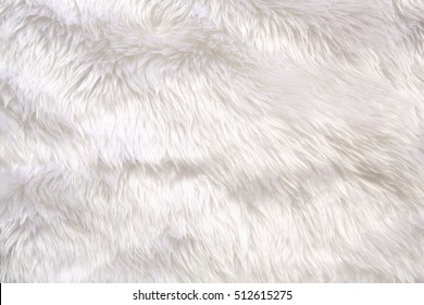 Fur Background. Close Up