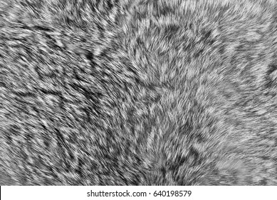 fur background/ grey fur background, natural/ fur musk background