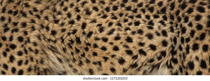 The Fur Of A Cheetah (Acinonyx Jubatus).
